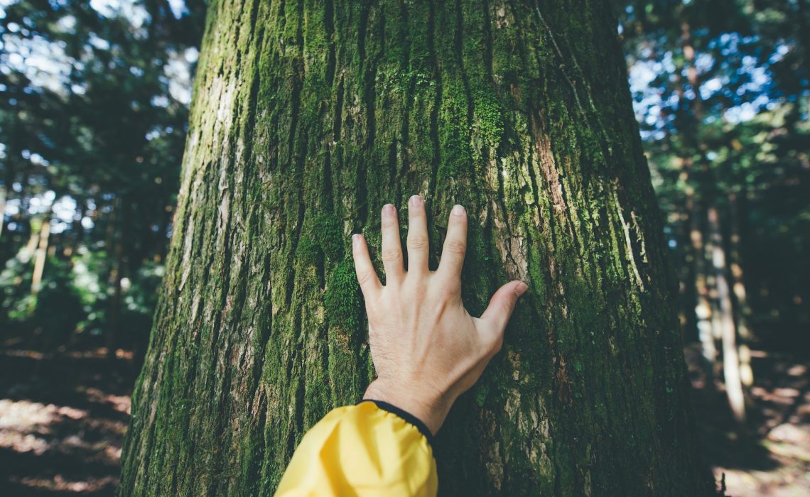 Man hugging tree bark